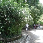 passeggiata verso la Sede del Parco Appia Antica - May 08, 2013
